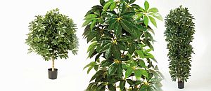 Kunstpflanzen Schefflera