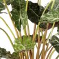 Preview: ALOCASIA BUSH 1009N