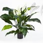 Preview: SPATHIPHYLLUM DE LUXE W/P 1019N