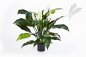 Preview: SPATHIPHYLLUM DE LUXE W/P 1019N