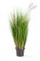 Preview: FOXTAIL GRASS W/GREEN FL 1040N