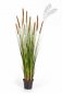 Preview: FOXTAIL GRASS W/BROWN FL 120cm 1041B-120