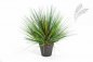 Preview: ONION GRASS X 3056-70CM 1048N-L