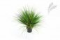 Preview: ONION GRASS X 2468-65CM 1048N-M