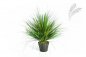 Preview: ONION GRASS X 1624-50CM 1048N-S