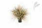 Preview: AUTUMN ONION GRASS X 3056-70CM 1049A-L