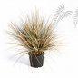 Preview: AUTUMN ONION GRASS X 2468-65CM 1049A-M