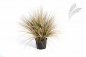 Preview: AUTUMN ONION GRASS X 2468-65CM 1049A-M