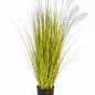 Preview: MISCANTHUS GOLD GRASS 85cm 1055G-085