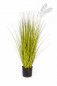 Preview: MISCANTHUS GOLD GRASS 85cm 1055G-085