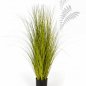 Preview: MISCANTHUS GOLD GRASS 105cm 1055G-105