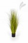 Preview: MISCANTHUS GOLD GRASS 105cm 1055G-105