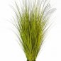 Preview: MISCANTHUS GOLD GRASS 125cm 1055G-125