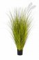 Preview: MISCANTHUS GOLD GRASS 125cm 1055G-125