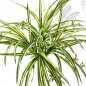 Preview: Spider Plant Bush X3 1069N