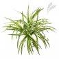 Preview: Spider Plant Bush X3 1069N