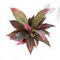 Preview: CORDYLINE RED/GREEN 30cm 1080R