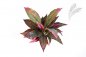 Preview: CORDYLINE RED/GREEN 30cm 1080R