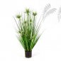 Preview: SVR ONION STAR GRASS W/FL 80cm 1090N-080