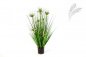 Preview: SVR ONION STAR GRASS W/FL 80cm 1090N-080