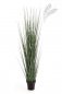 Preview: ZEBRA GRACILIS GRASS 120cm 1105N-120