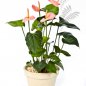 Preview: ANTHURIUM DE LUXE PINK 1108PK