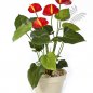 Preview: ANTHURIUM DE LUXE RED 1108R