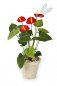 Preview: ANTHURIUM DE LUXE RED 1108R