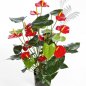 Preview: ANTHURIUM DE LUXE RED 1109R