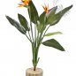 Preview: STRELITZIA BUSH X 11 1110N