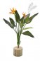 Preview: STRELITZIA BUSH X 11 1110N