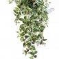 Preview: WANDERING JEW HANGING BUSH X12 70cm 1123NR