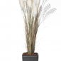 Preview: Pampas Gras 150cm 11.295C