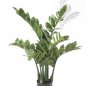 Preview: Zamioculcas x7 70cm 11.661C