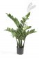 Preview: Zamioculcas x7 70cm 11.661C