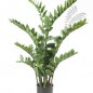 Preview: Zamioculcas x11 110cm 11.662C