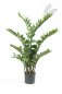 Preview: Zamioculcas x11 110cm 11.662C