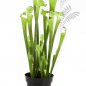 Preview: Sarracenia green 65cm 1180N