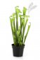 Preview: Sarracenia green 65cm 1180N