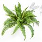 Preview: BOSTON FERN X 26 1320N