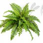 Preview: BOSTON FERN X 31 1321N