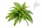 Preview: BOSTON FERN X 31 1321N