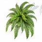 Preview: BOSTON FERN X 34 1322N