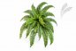 Preview: BOSTON FERN X 34 1322N