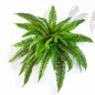 Preview: BOSTON FERN X 42 1323N