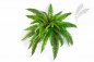 Preview: BOSTON FERN X 42 1323N