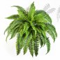 Preview: BOSTON FERN X 50 1324N