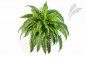 Preview: BOSTON FERN X 50 1324N