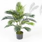 Preview: ARECA PALM 1363N