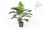 Preview: ARECA PALM 1363N